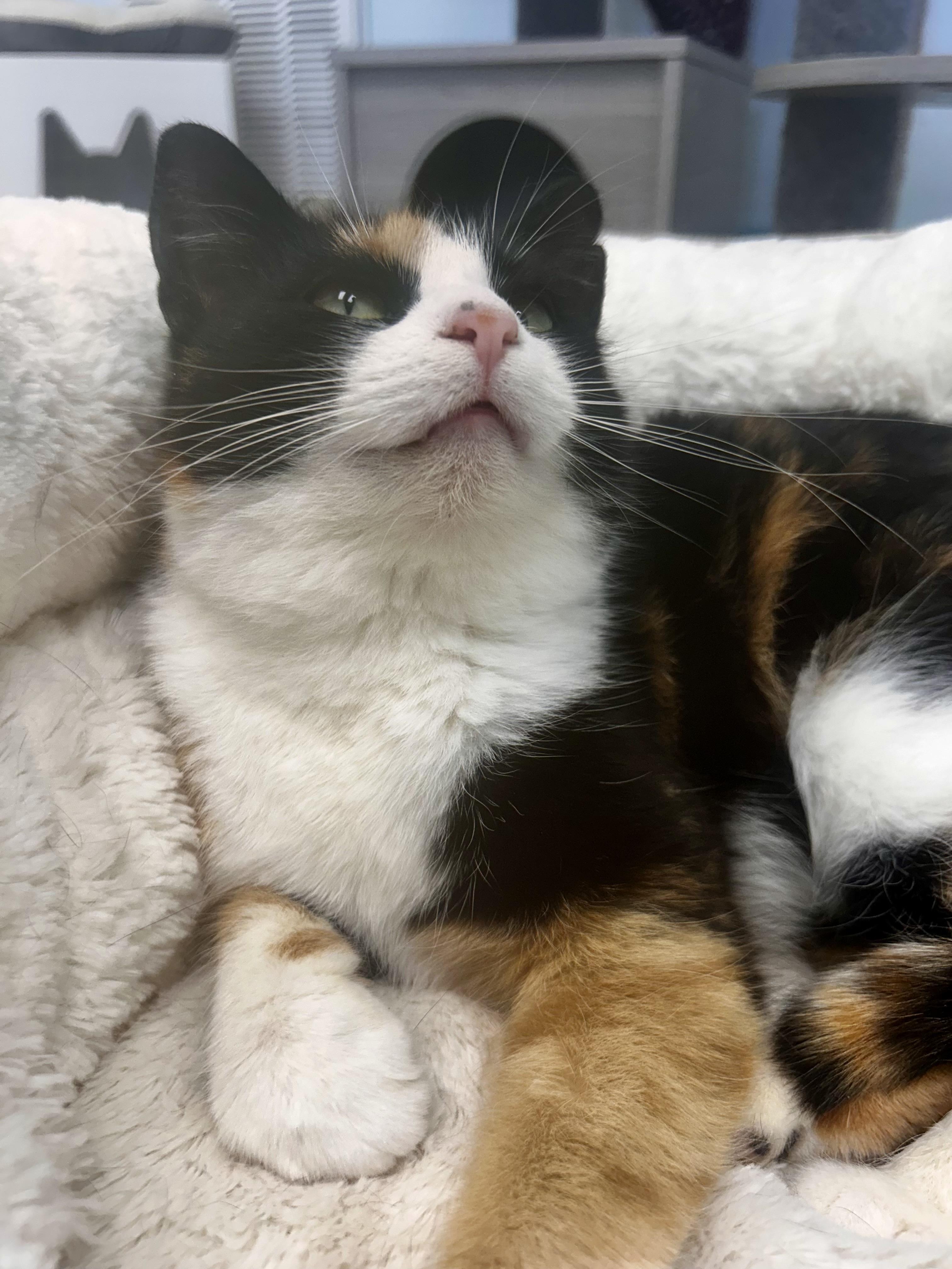 Enlarge Miranda - ADOPTION PENDING!, an adopted Calico in Grand Rapids, MI image 2/6