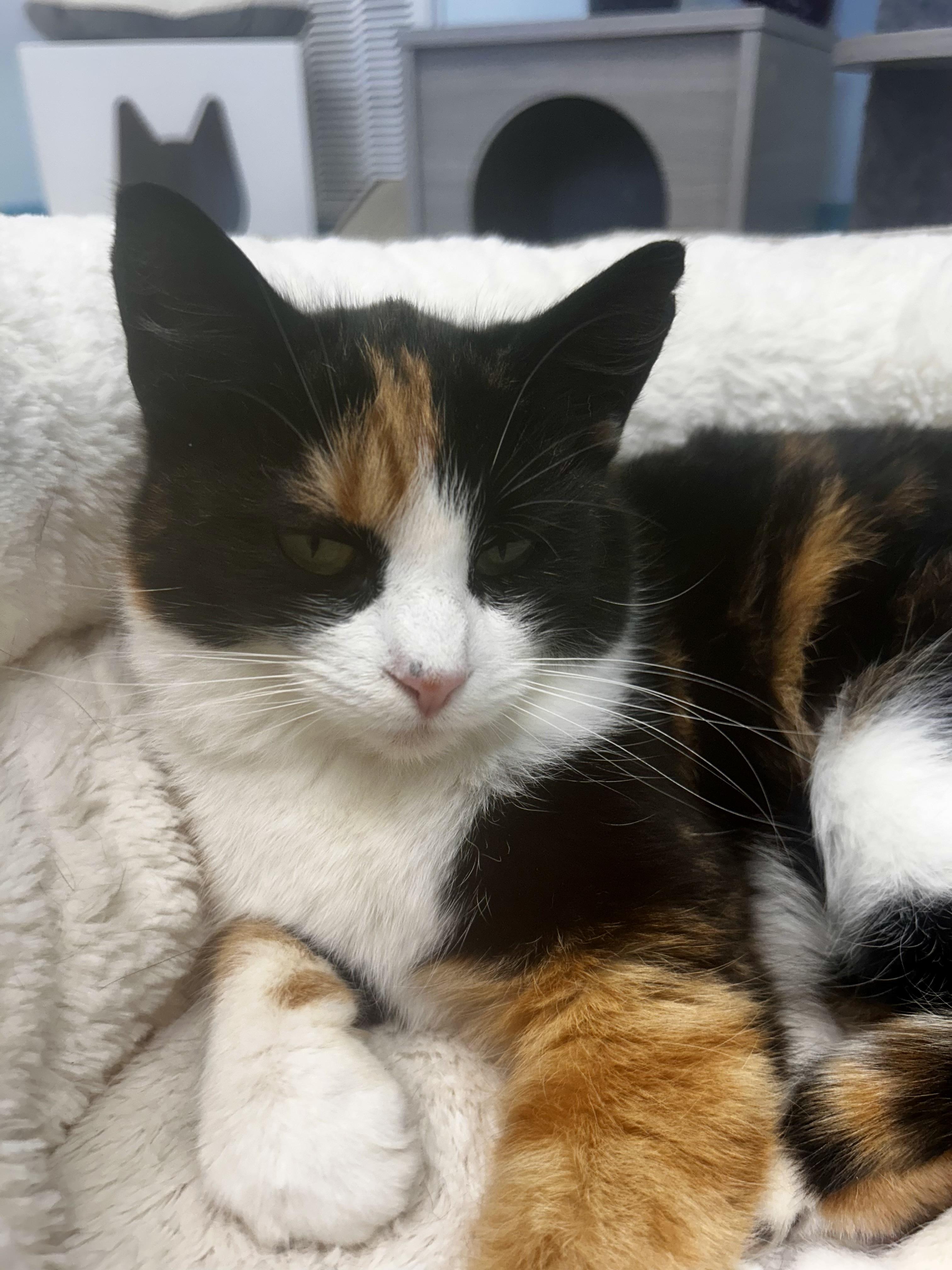 Enlarge Miranda - ADOPTION PENDING!, an adopted Calico in Grand Rapids, MI image 3/6
