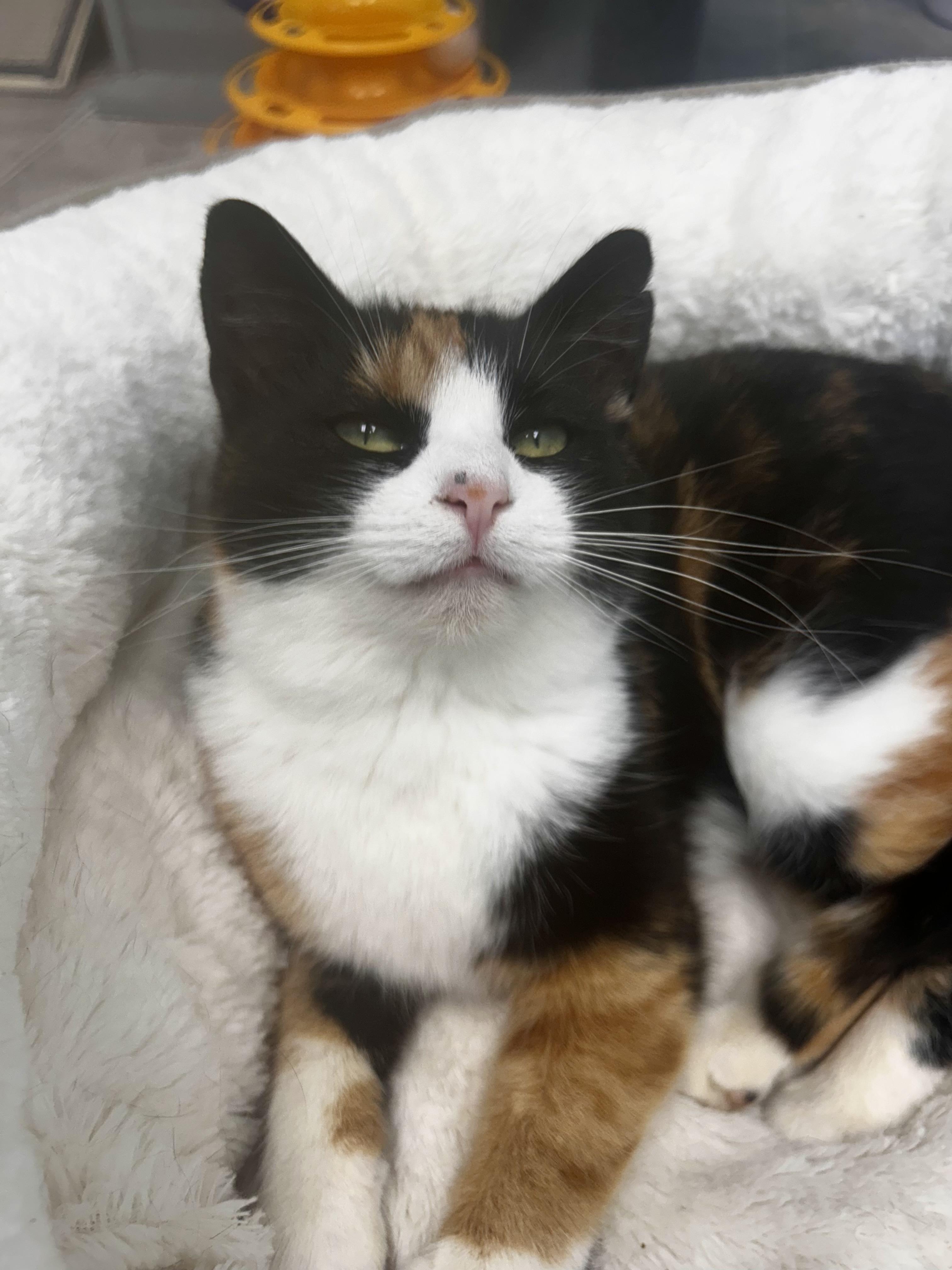 Miranda - ADOPTION PENDING!, adopted, Young Female Calico.