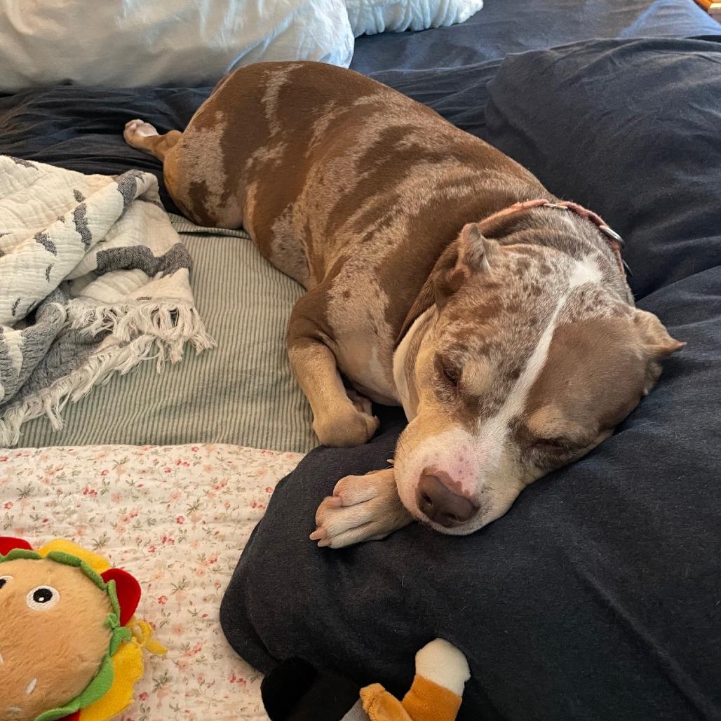 Enlarge Tank, a Adoptable Staffordshire Bull Terrier in Baltimore, MD image 1/6