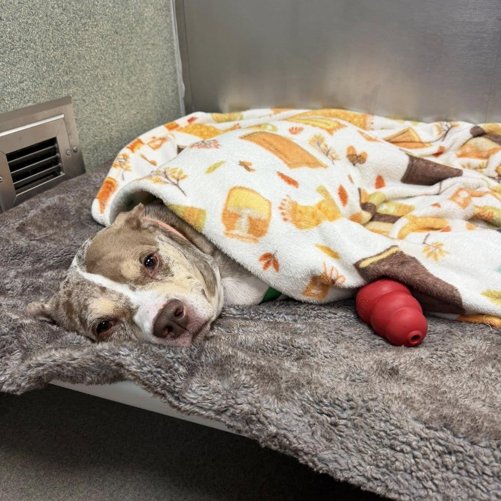 Enlarge Tank, a Adoptable Staffordshire Bull Terrier in Baltimore, MD image 2/6