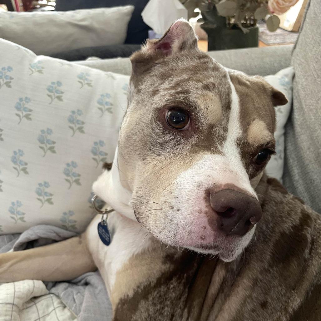 Enlarge Tank, a Adoptable Staffordshire Bull Terrier in Baltimore, MD image 5/6