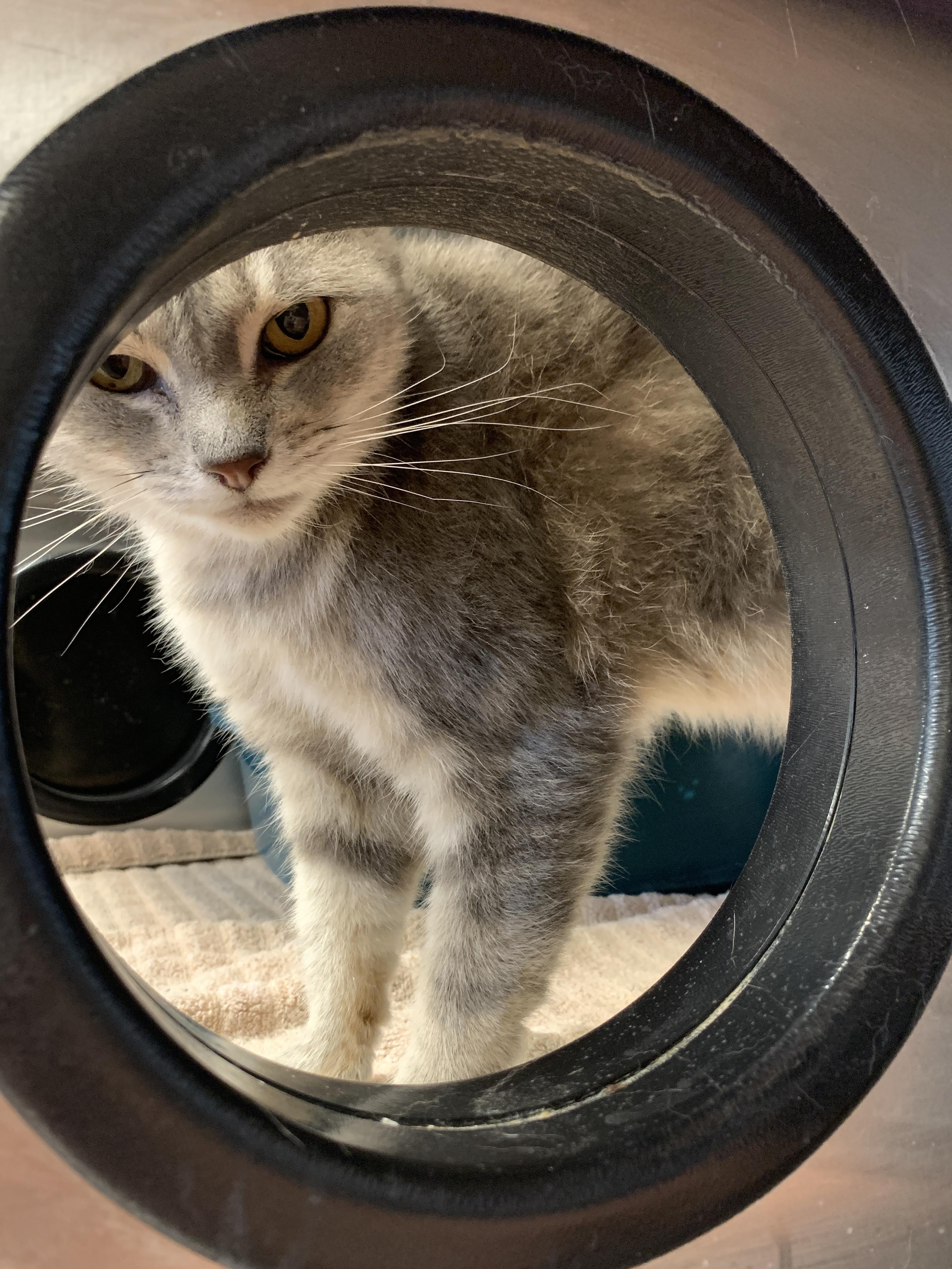Enlarge Gray Gray, a Adoptable Domestic Short Hair in Winchester, VA image 3/4