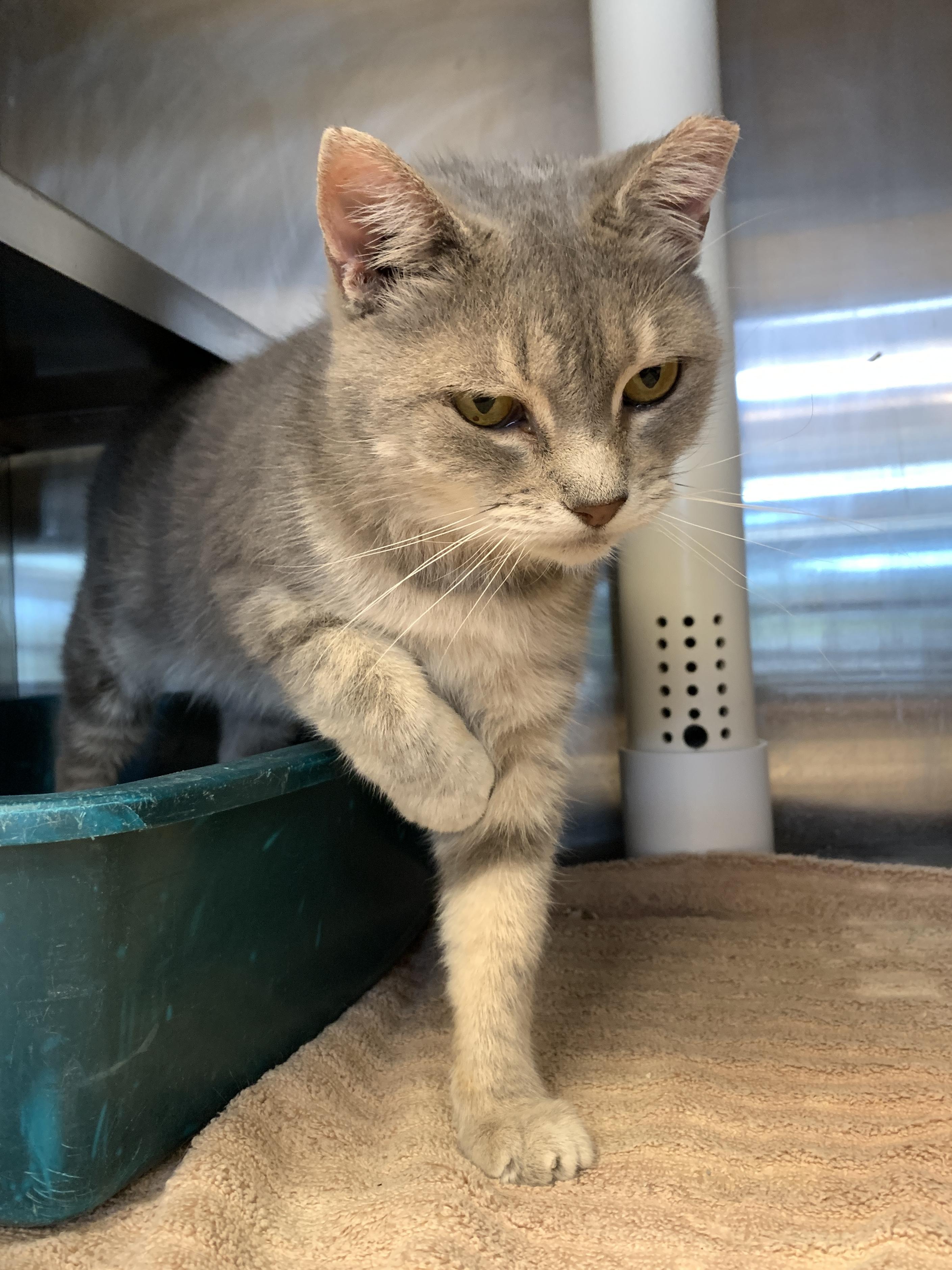 Enlarge Gray Gray, a Adoptable Domestic Short Hair in Winchester, VA image 4/4
