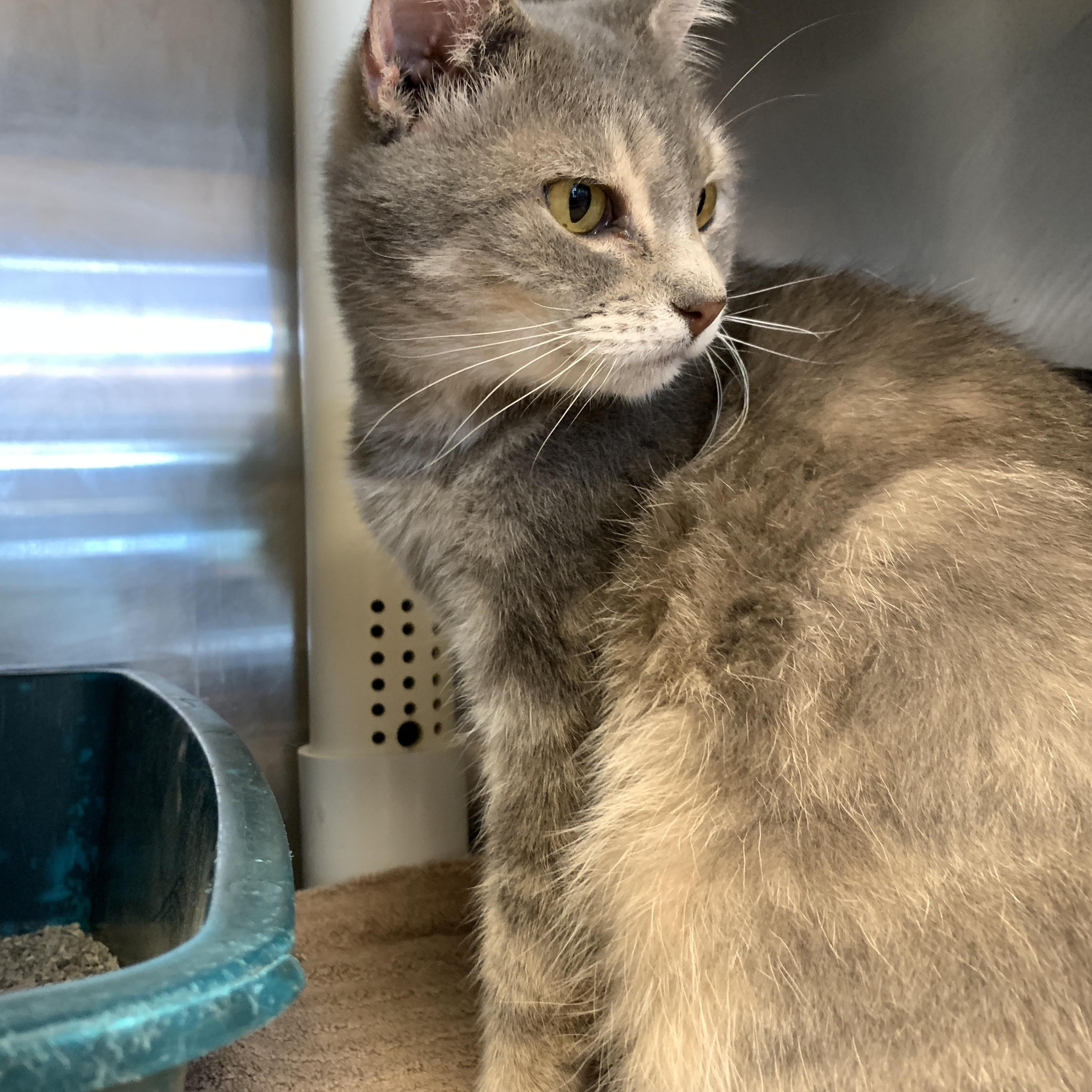 Enlarge Gray Gray, a Adoptable Domestic Short Hair in Winchester, VA image 2/4
