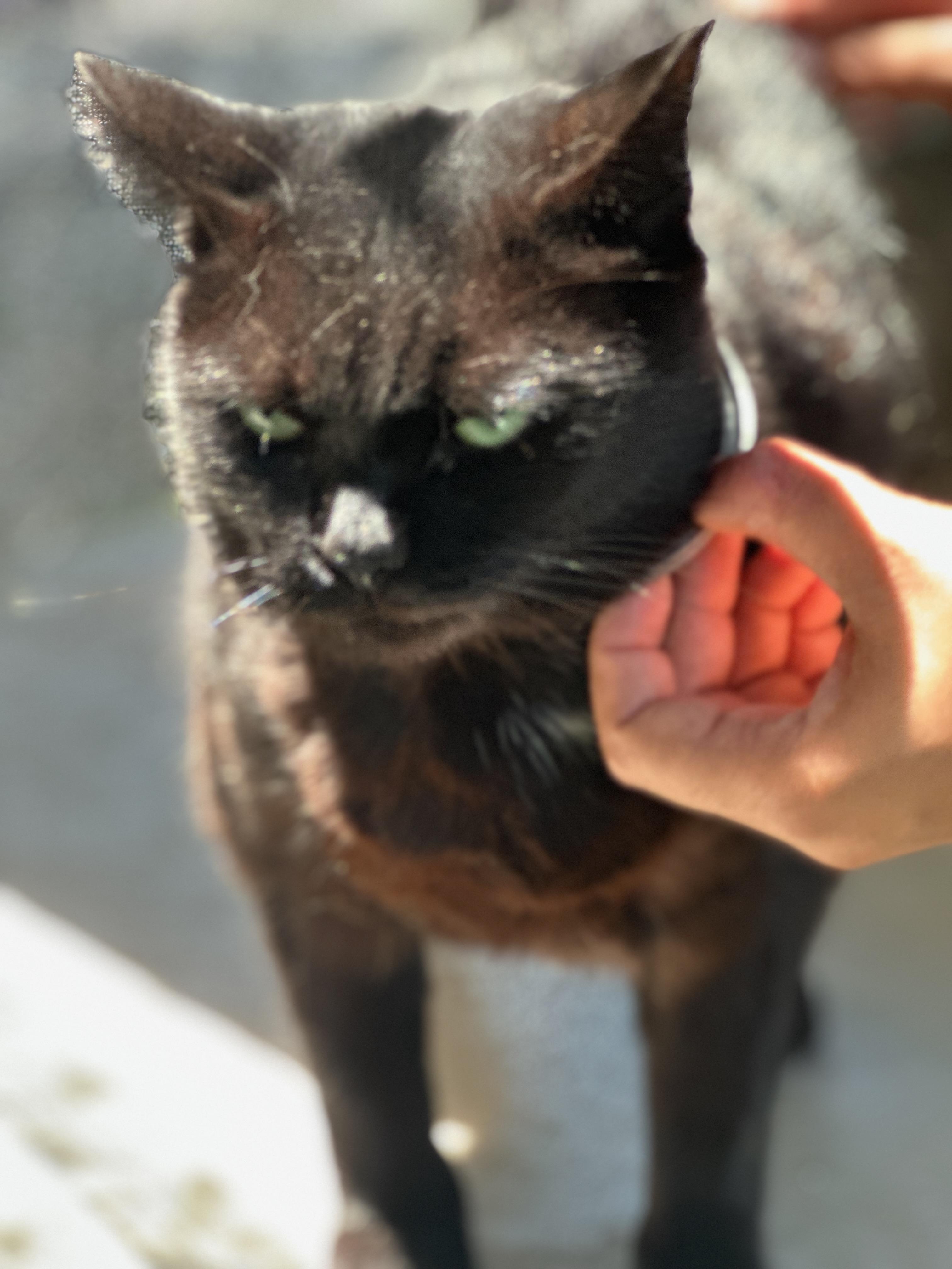 Lanie, Adoptable, Adult Female Domestic Short Hair.