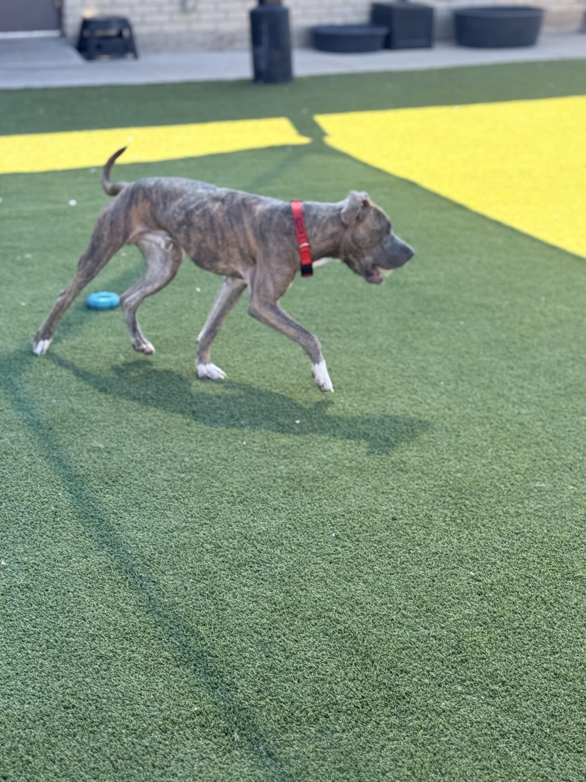 Tyson, a Adoptable mixed breed in San Antonio, TX image 4/6