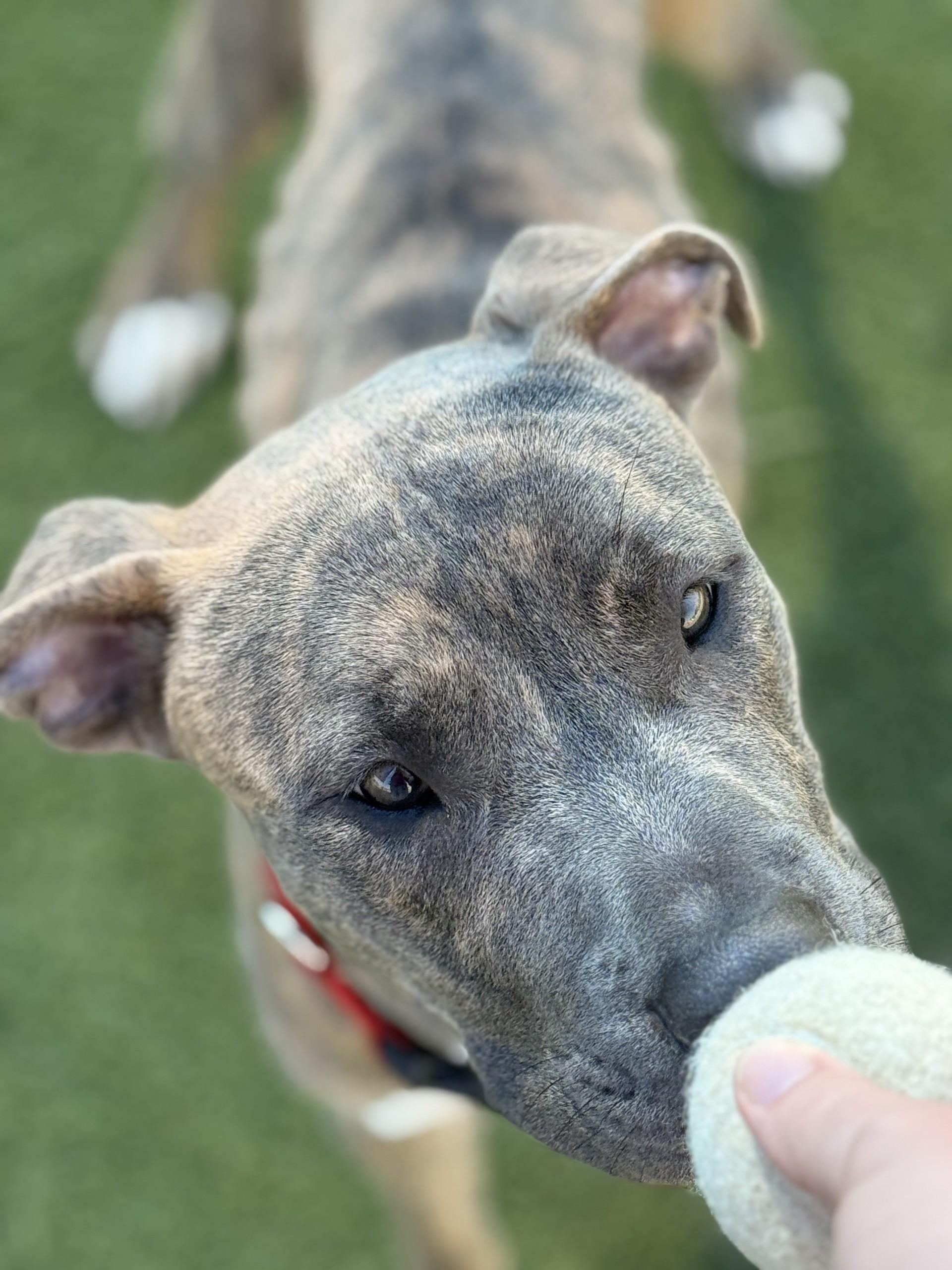 Tyson, a Adoptable mixed breed in San Antonio, TX image 3/6