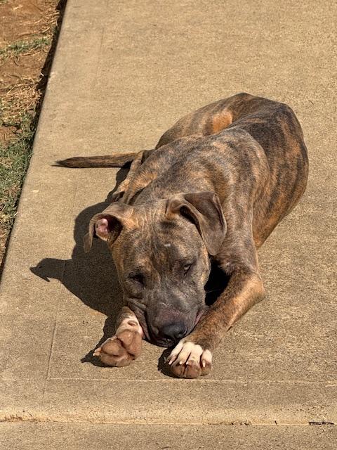 Tyson, a Adoptable mixed breed in San Antonio, TX image 6/6