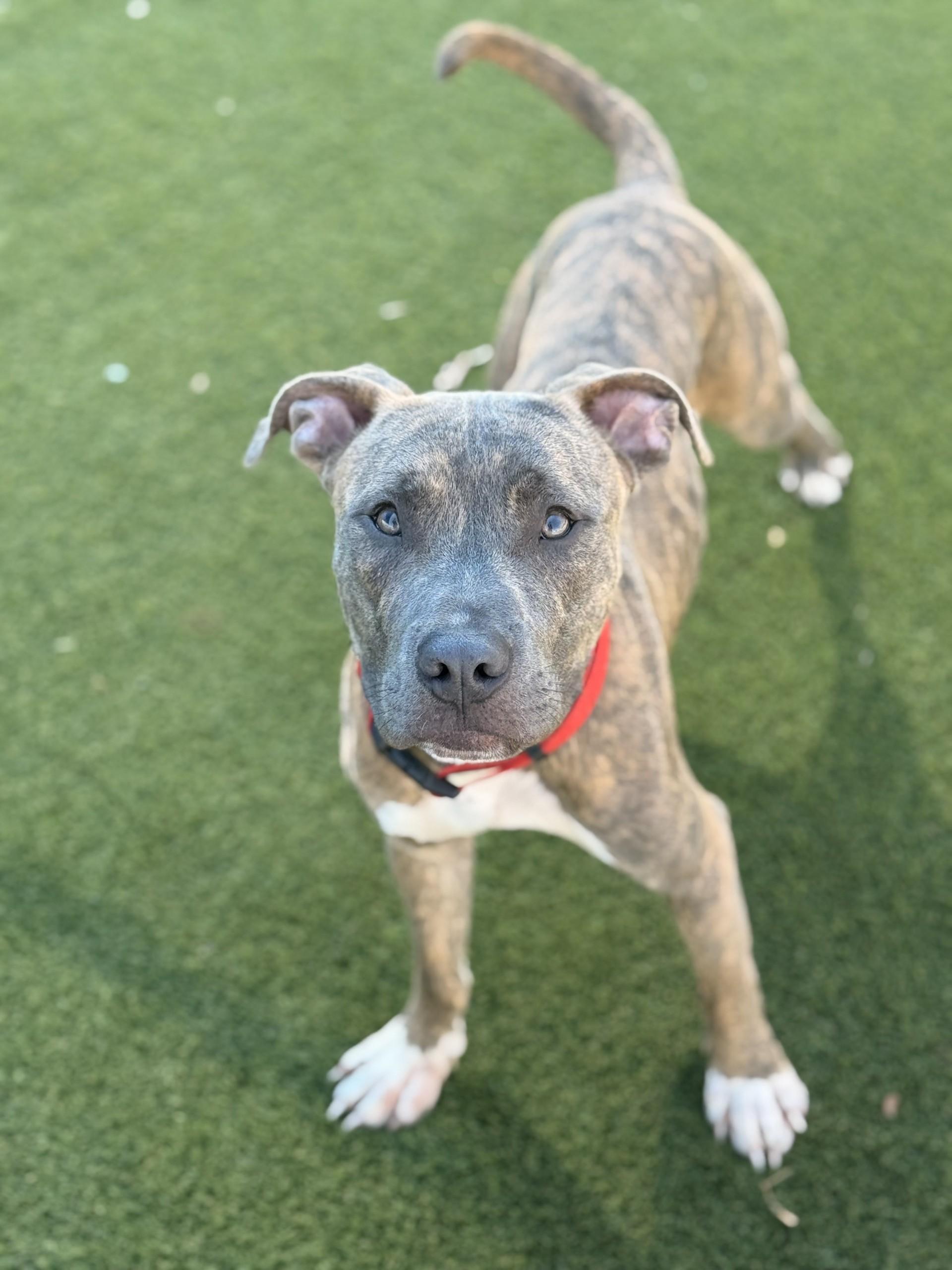 Tyson, a Adoptable mixed breed in San Antonio, TX image 5/6