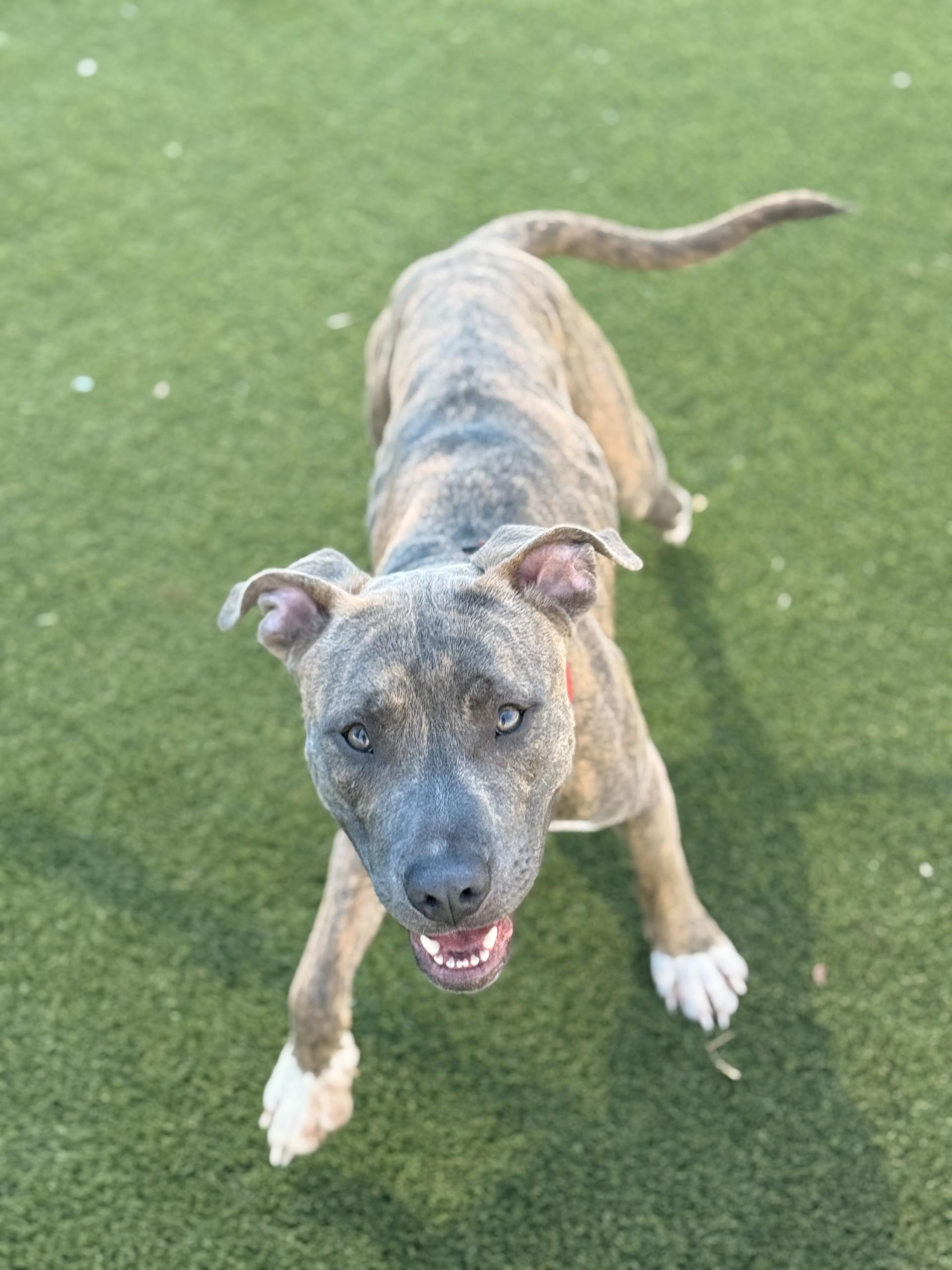 Tyson, Adoptable, Young Male American Staffordshire Terrier.