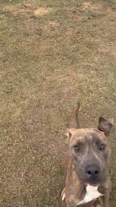 Enlarge Tyson, a Adoptable mixed breed in San Antonio, TX video 2/6