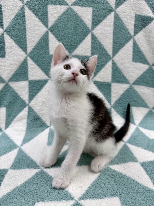 Pontoon, a Adoptable Domestic Short Hair in Columbus, OH image 4/5