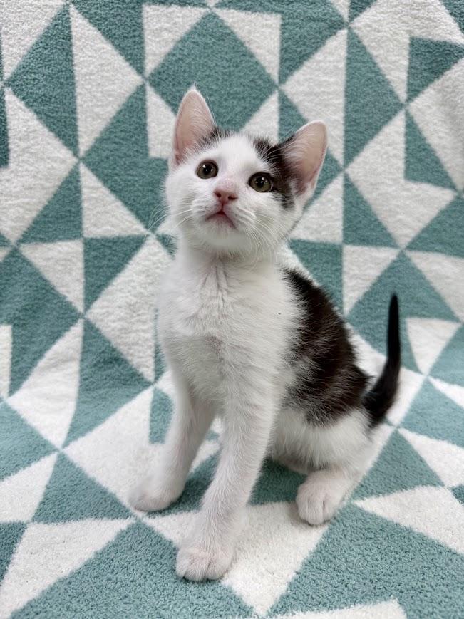 Pontoon, a Adoptable Domestic Short Hair in Columbus, OH image 5/5