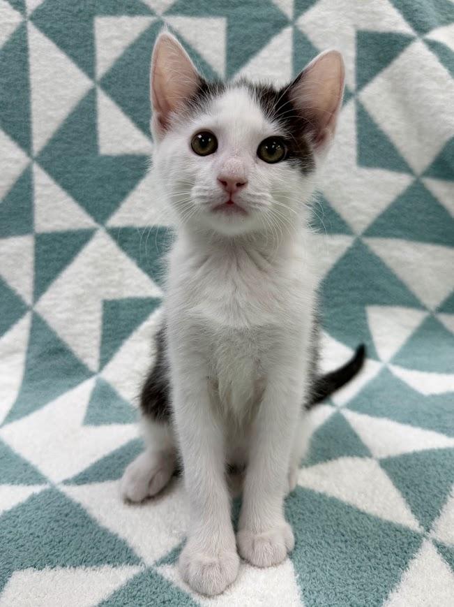 Pontoon, Adoptable, Kitten Male Domestic Short Hair.