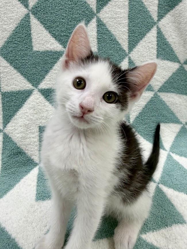 Pontoon, a Adoptable Domestic Short Hair in Columbus, OH image 2/5