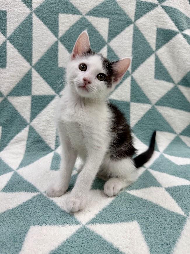 Pontoon, a Adoptable Domestic Short Hair in Columbus, OH image 3/5
