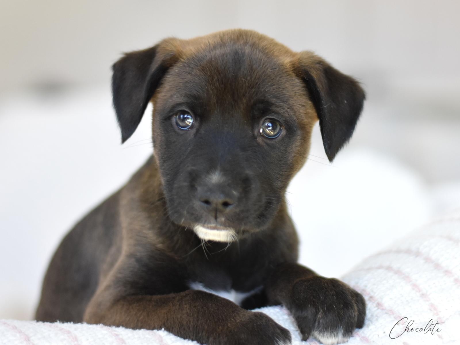 Enlarge Chocolate (Valentine Litter), an adopted mixed breed in Colonie, NY image 4/5