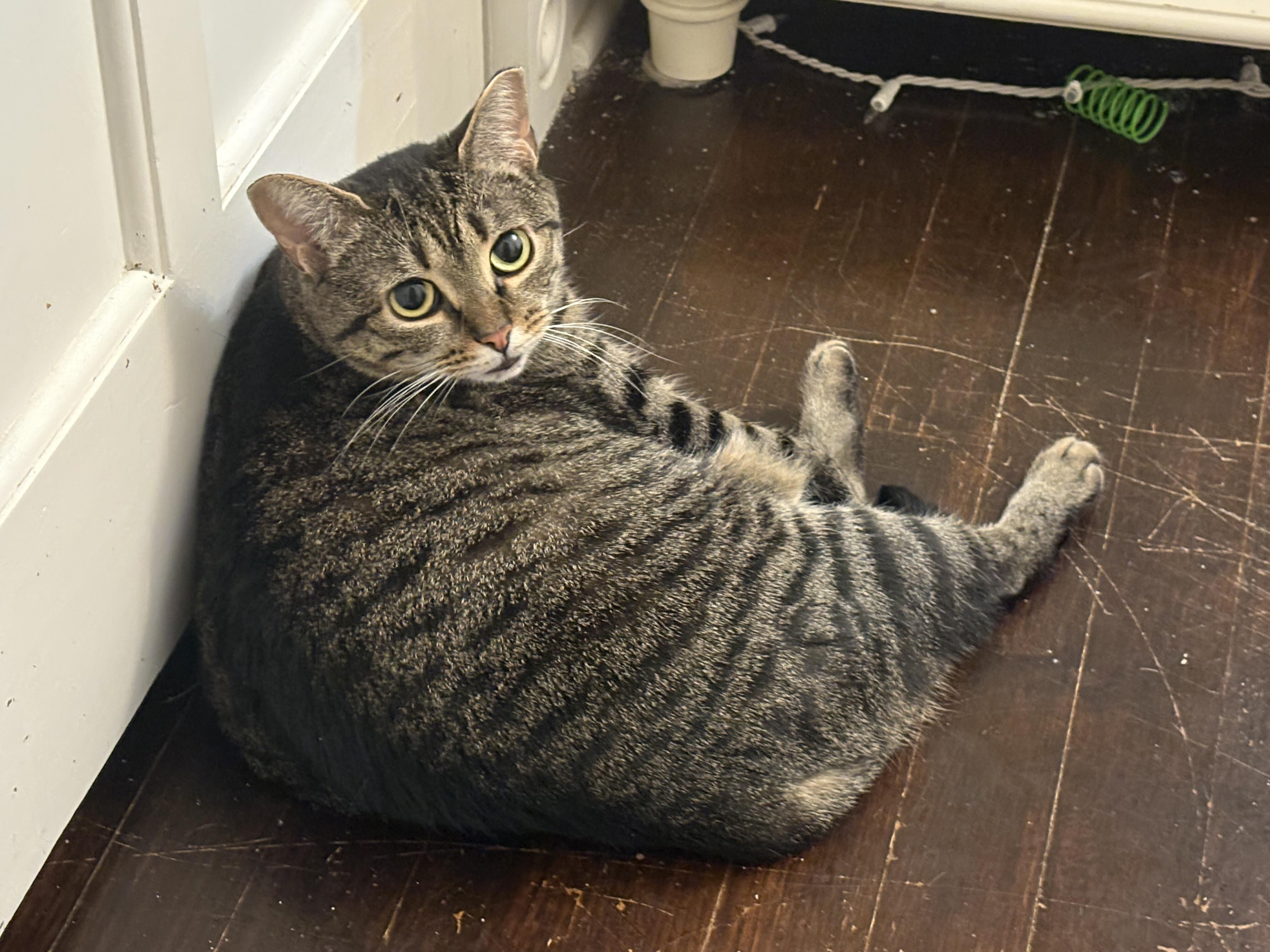 Cheese, a Adoptable Domestic Short Hair in Columbus, OH image 1/3