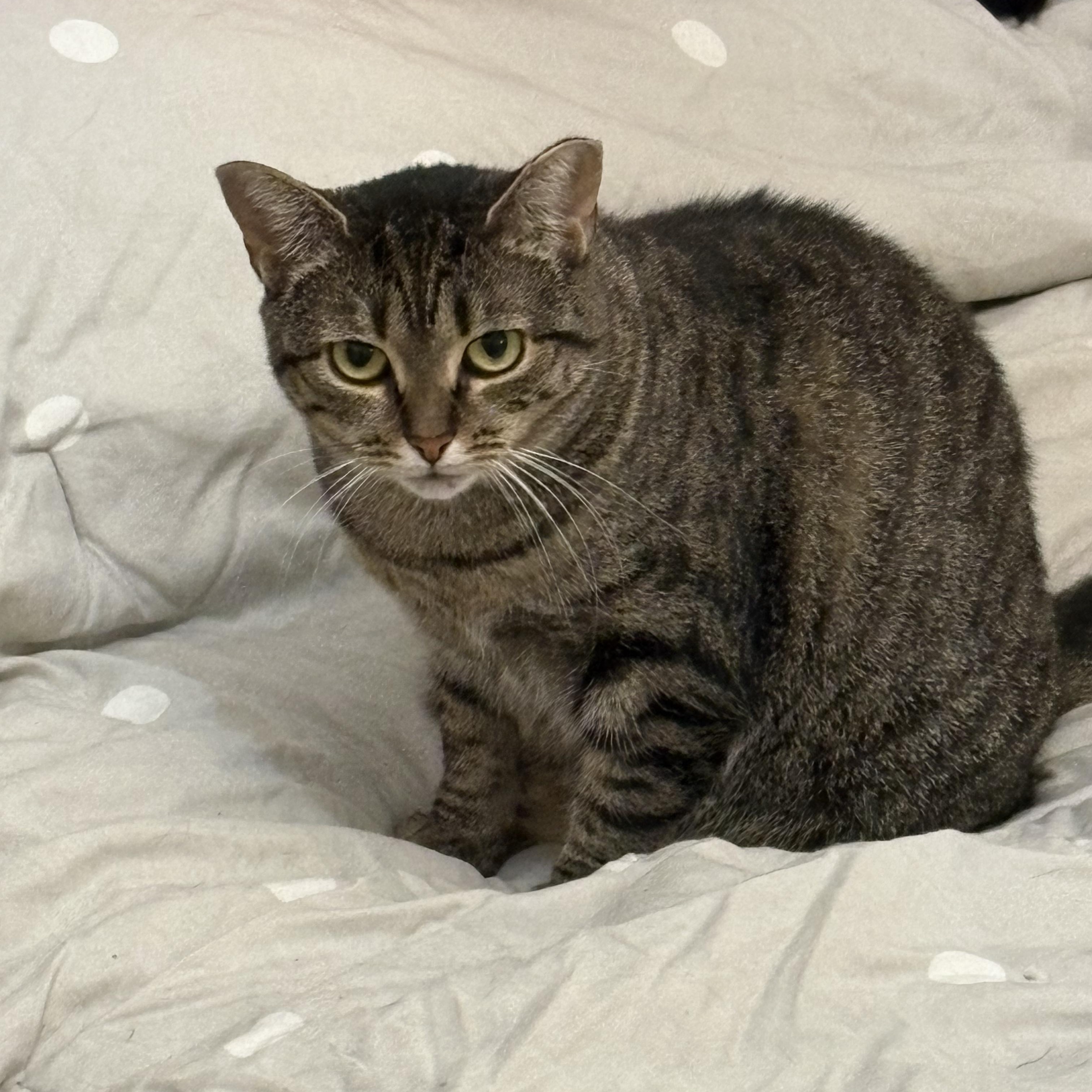 Cheese, a Adoptable Domestic Short Hair in Columbus, OH image 2/3