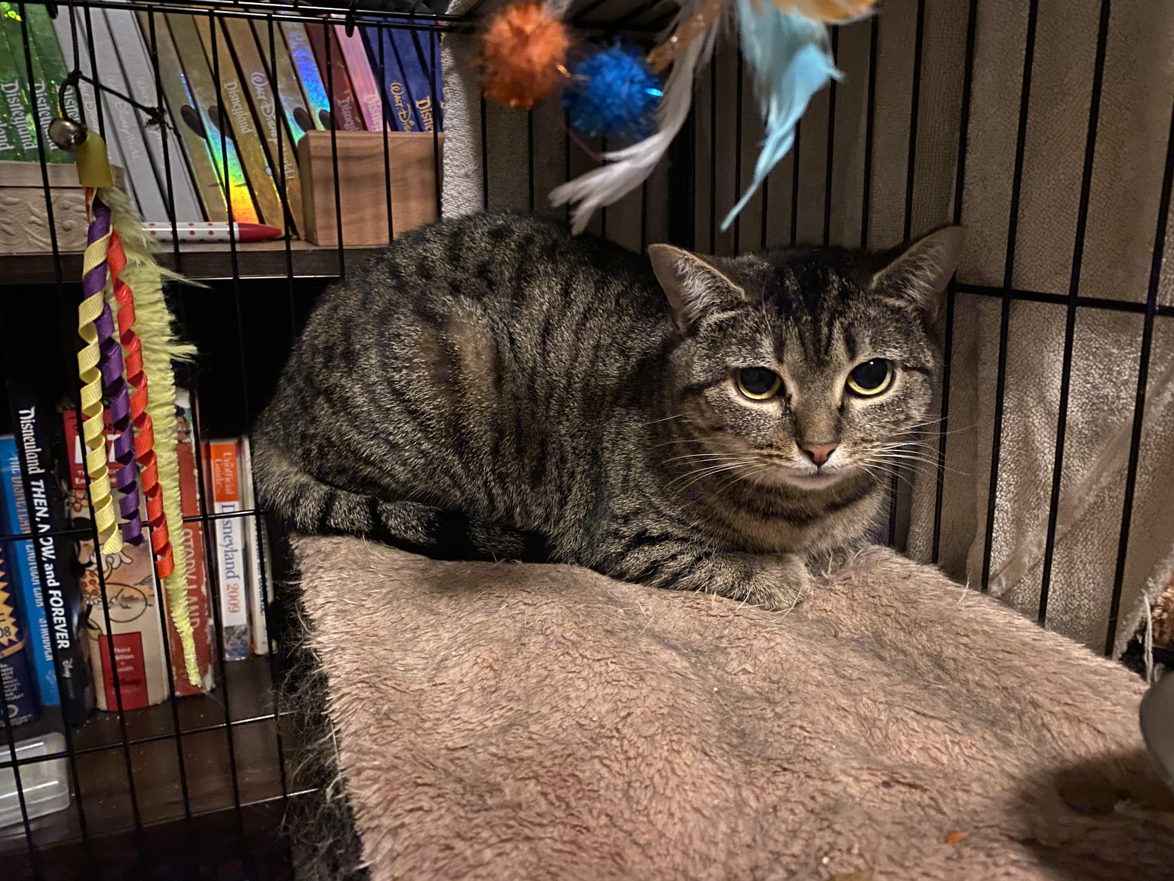 Cheese, a Adoptable Domestic Short Hair in Columbus, OH image 3/3
