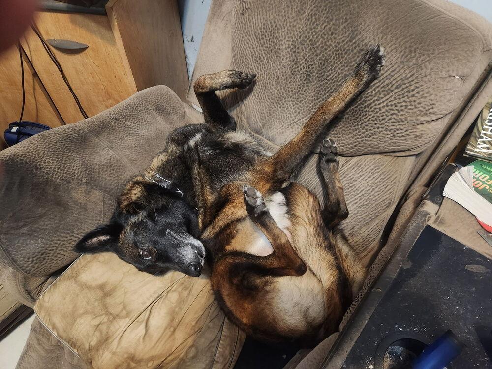 Calusa - Located in Florida, Adoptable, Young Female Belgian Shepherd / Malinois.