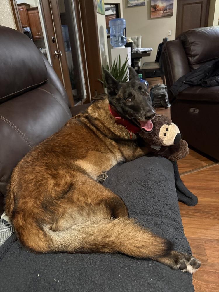 Enlarge Calusa - Located in Florida, a Adoptable Belgian Shepherd / Malinois in Lecanto, FL image 1/6