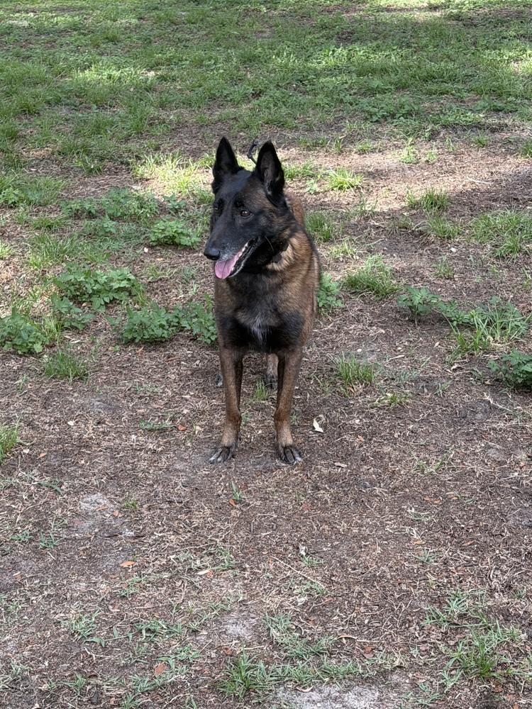 Calusa - Located in Florida, a Adoptable mixed breed in Lecanto, FL image 2/6