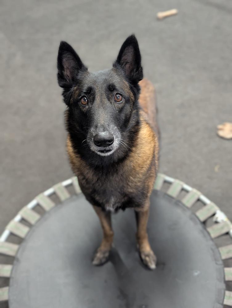 Enlarge Calusa - Located in Florida, a Adoptable Belgian Shepherd / Malinois in Lecanto, FL image 1/6