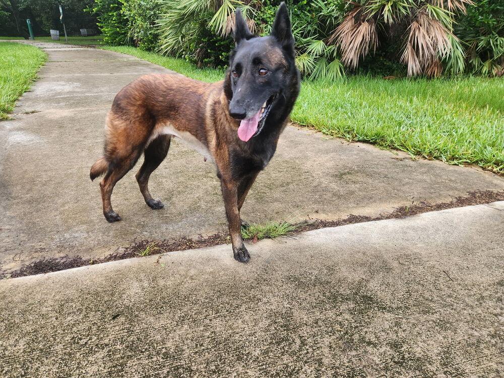 Enlarge Calusa - Located in Florida, a Adoptable Belgian Shepherd / Malinois in Lecanto, FL image 2/6