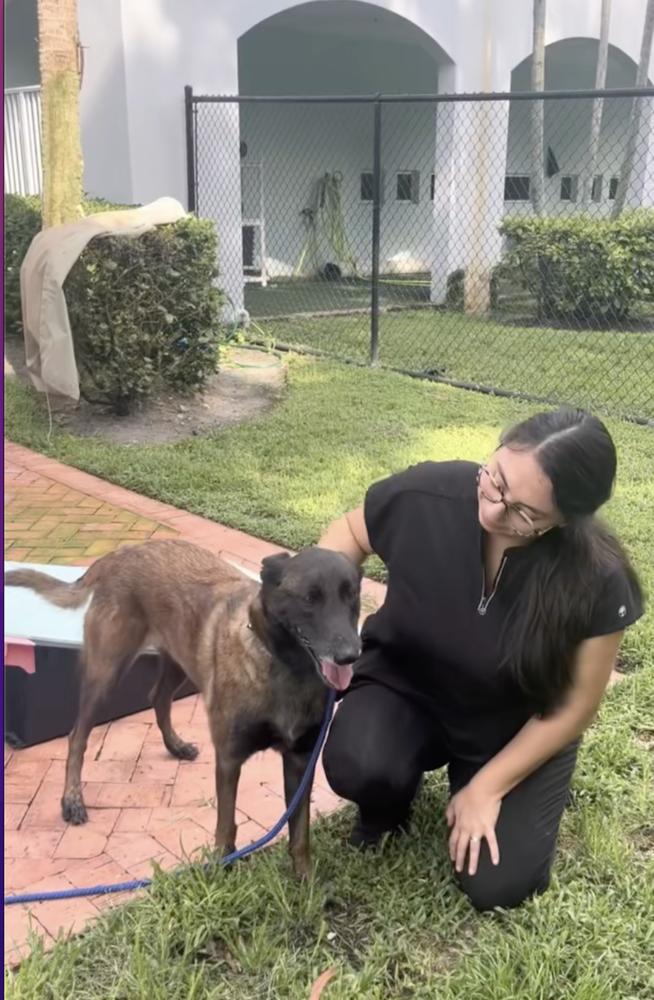 Enlarge Calusa - Located in Florida, a Adoptable Belgian Shepherd / Malinois in Lecanto, FL image 4/6
