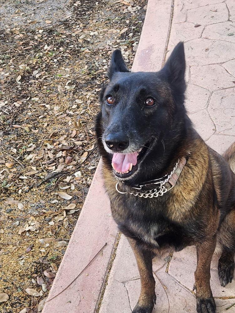 Enlarge Calusa - Located in Florida, a Adoptable Belgian Shepherd / Malinois in Lecanto, FL image 5/6