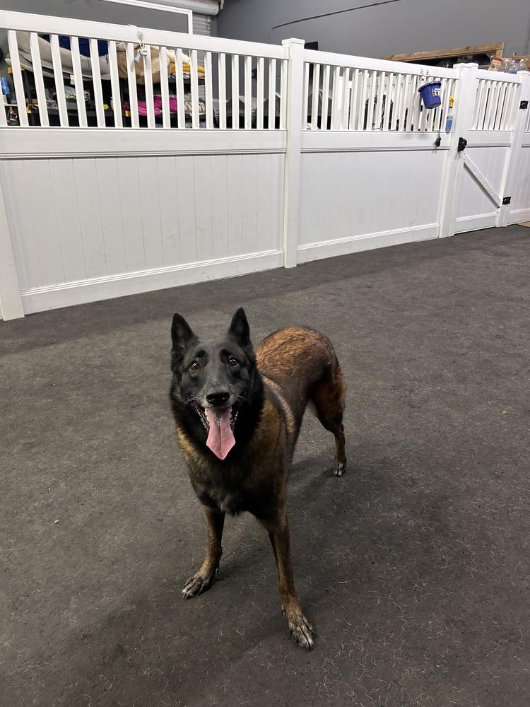 Enlarge Calusa - Located in Florida, a Adoptable Belgian Shepherd / Malinois in Lecanto, FL image 6/6