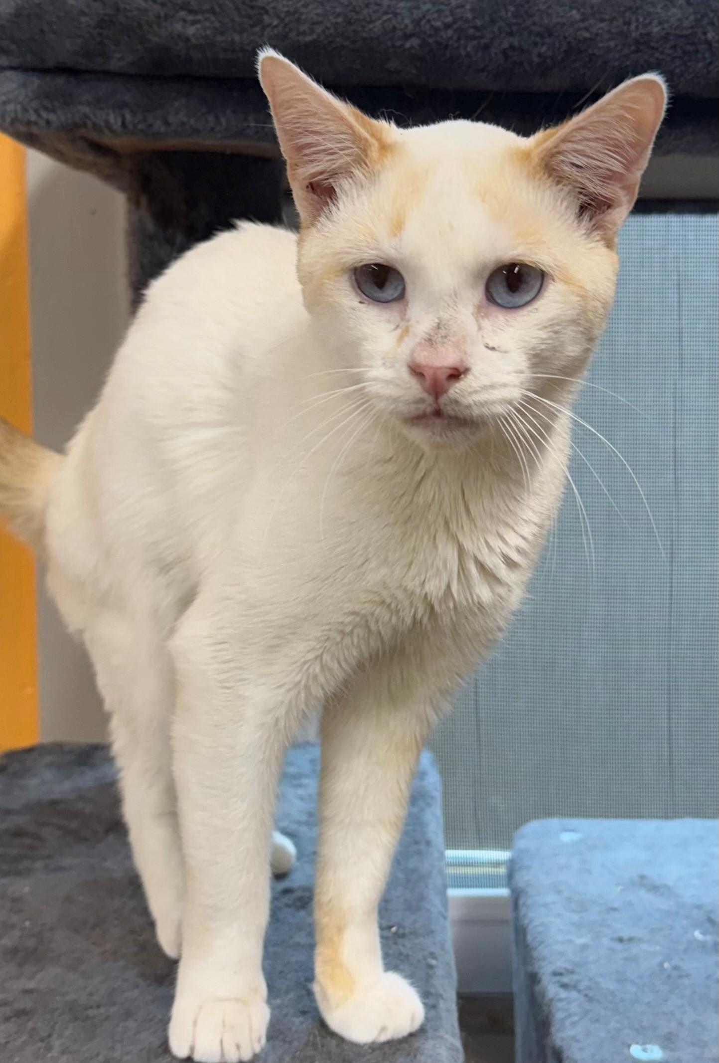 Enlarge James Webb, an adopted Domestic Short Hair in Edison, NJ image 1/1