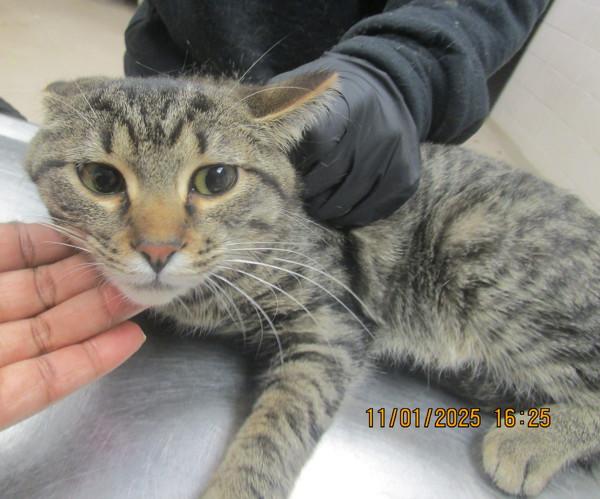 Molly (622), Adoptable, Young Female Domestic Short Hair.