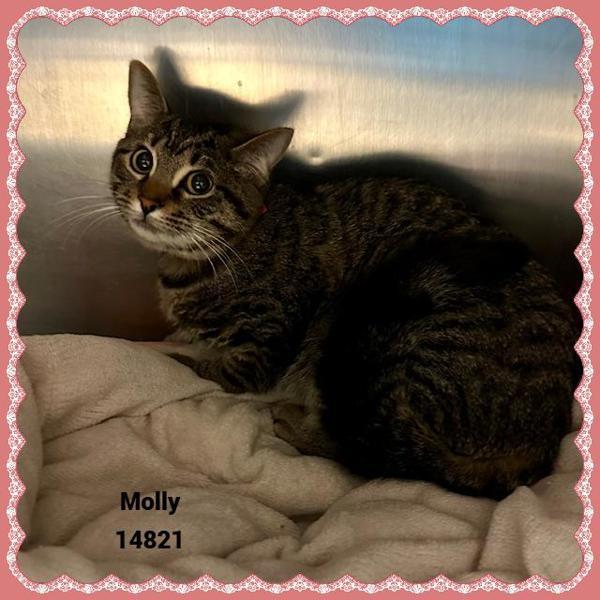 Enlarge Molly (622), a Adoptable mixed breed in Marietta, GA image 2/2