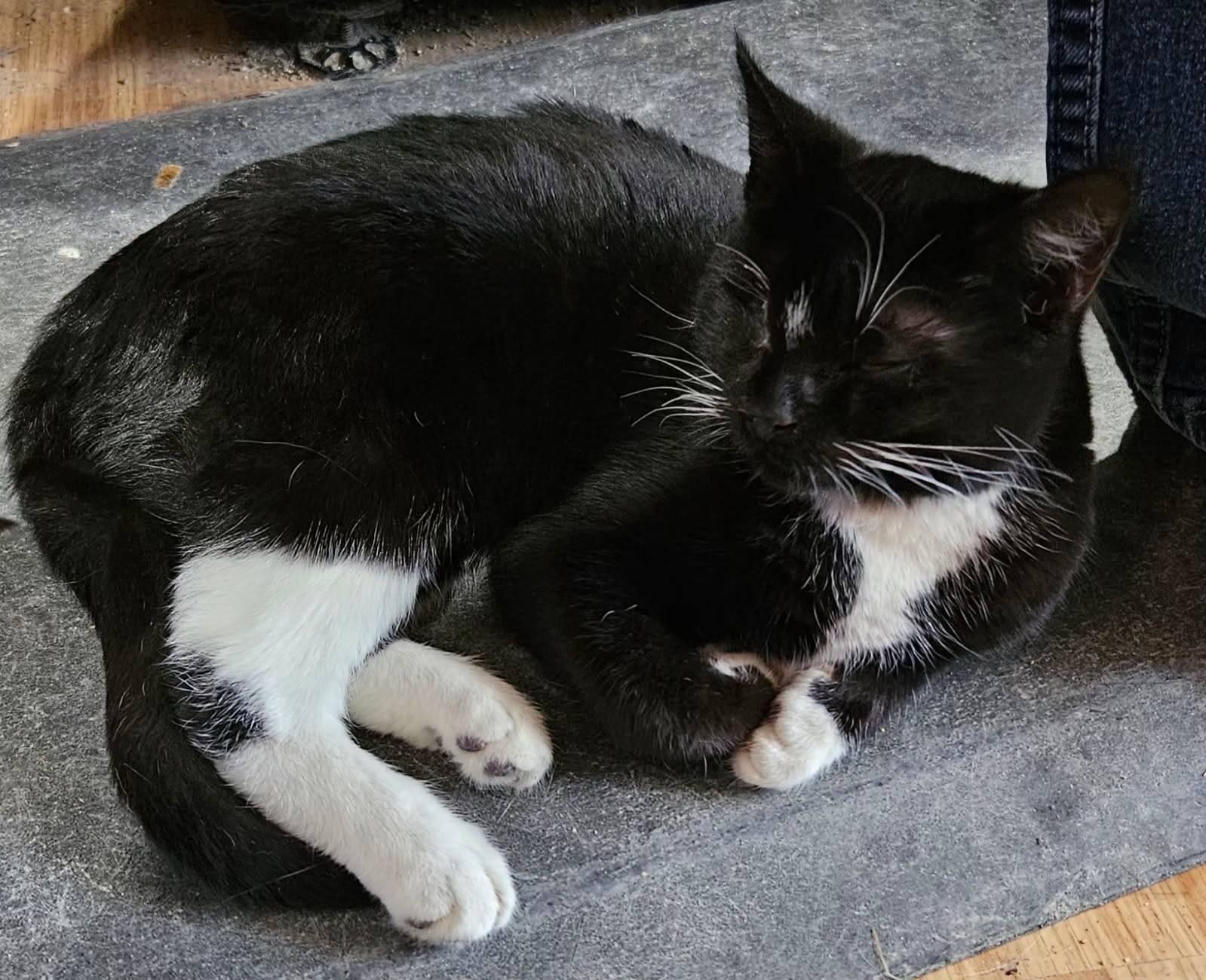 Patty, a ADOPTABLE Domestic Short Hair in Kirklin, IN image 2/4