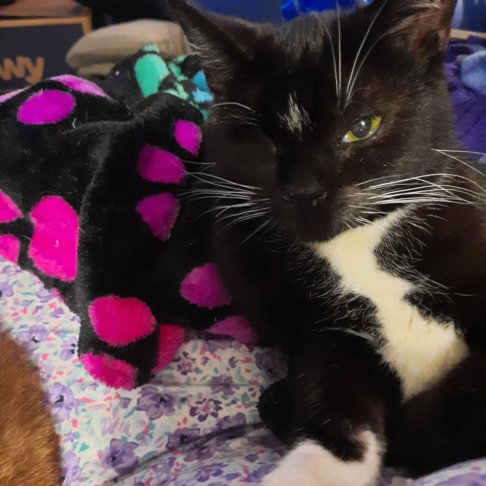 Patty, a ADOPTABLE Domestic Short Hair in Kirklin, IN image 4/4