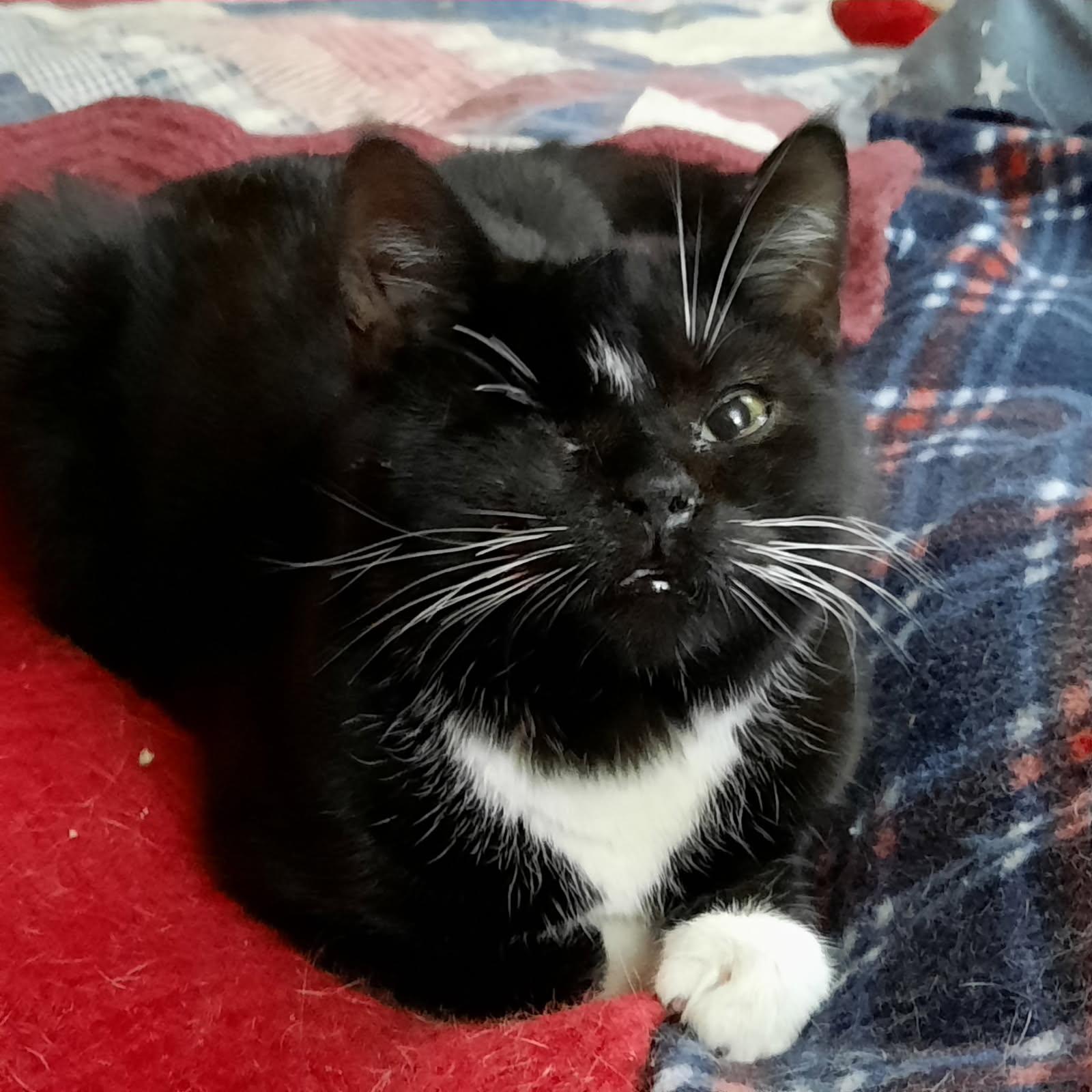Patty, a ADOPTABLE Domestic Short Hair in Kirklin, IN image 3/4