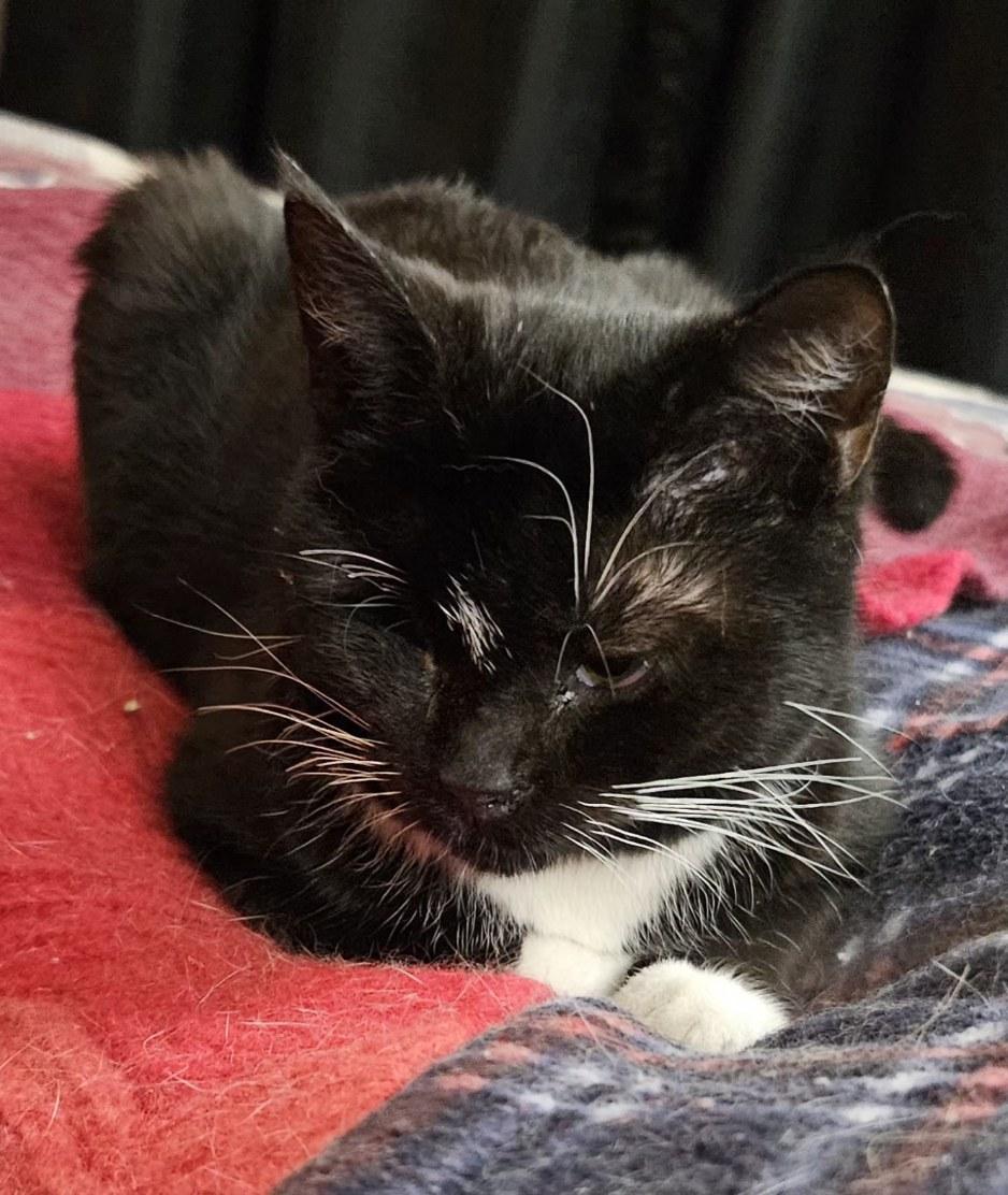 Patty, ADOPTABLE, Kitten Female Domestic Short Hair.