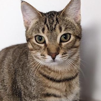 Desert Sage  aka "Sage"