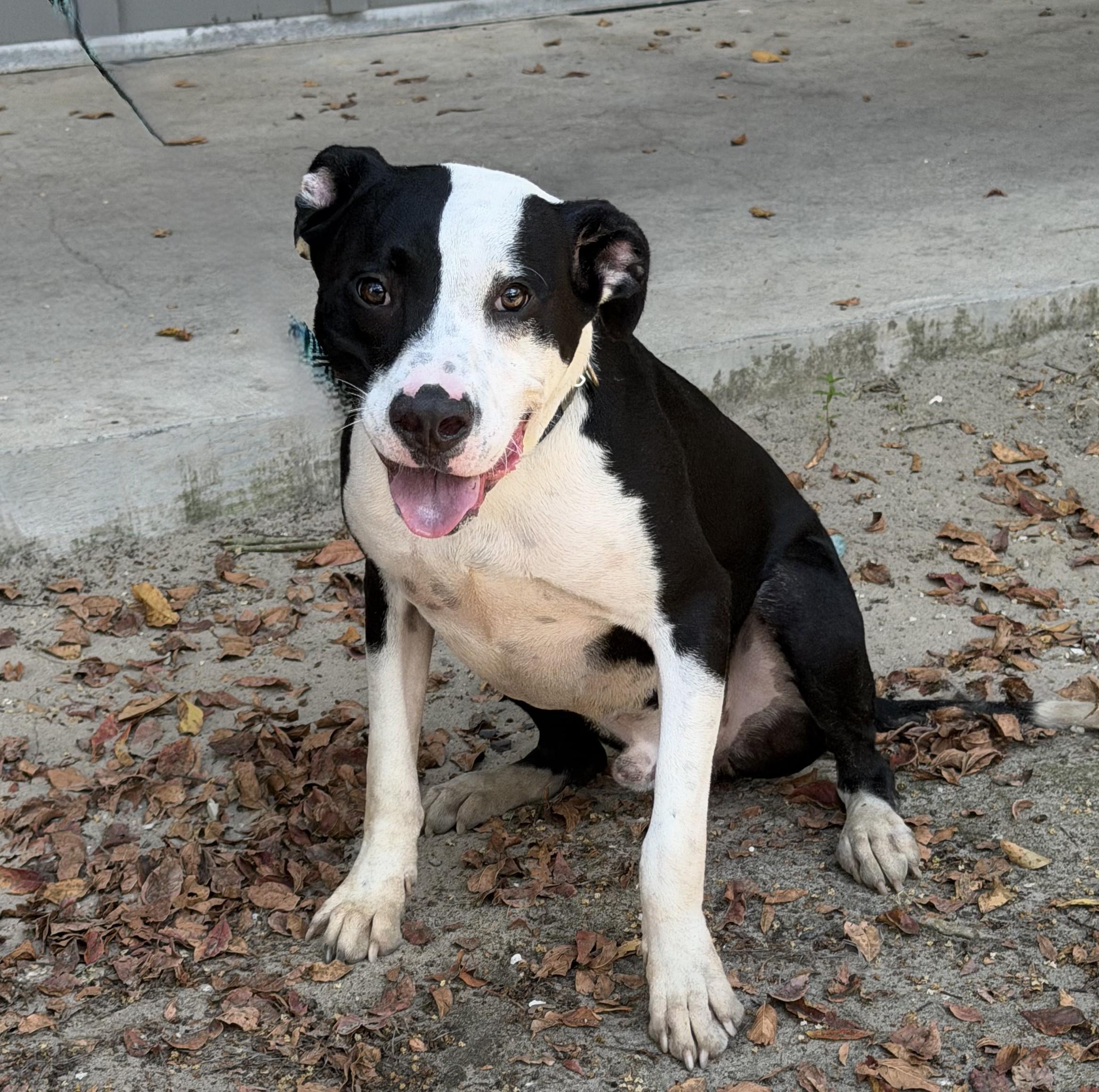 Enlarge Cow, a ADOPTABLE mixed breed in Slidell, LA image 2/2