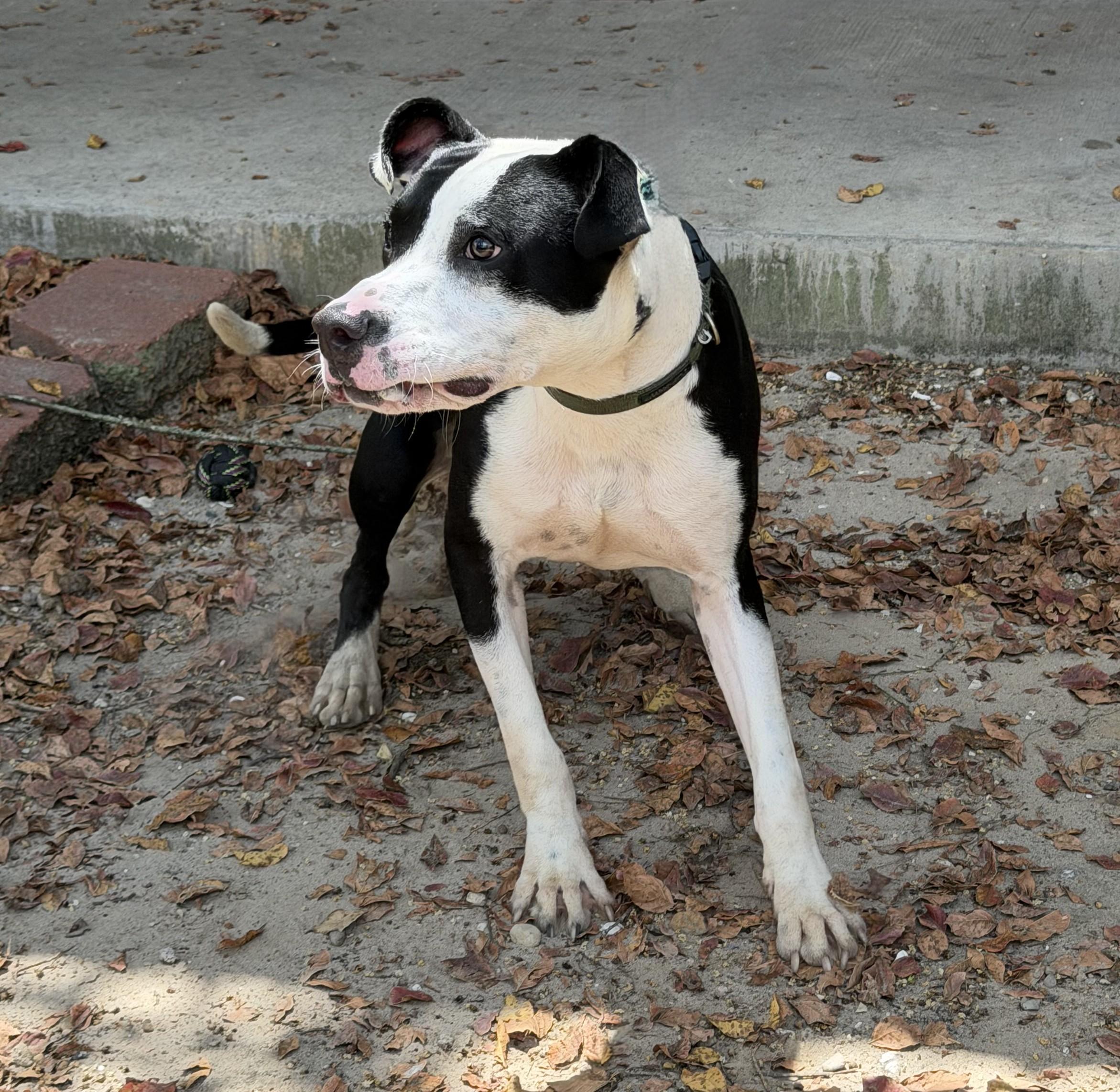 Cow, ADOPTABLE, Young Male American Staffordshire Terrier.