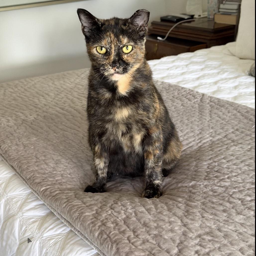 Millie, Adoptable, Adult Female Domestic Short Hair.