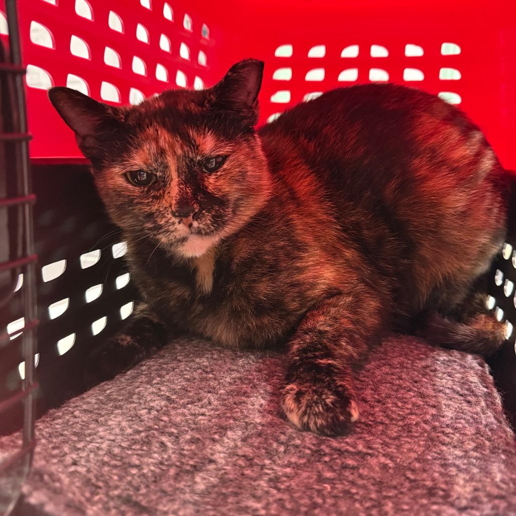 Millie, a Adoptable Domestic Short Hair in Ponte Vedra Beach, FL image 2/2
