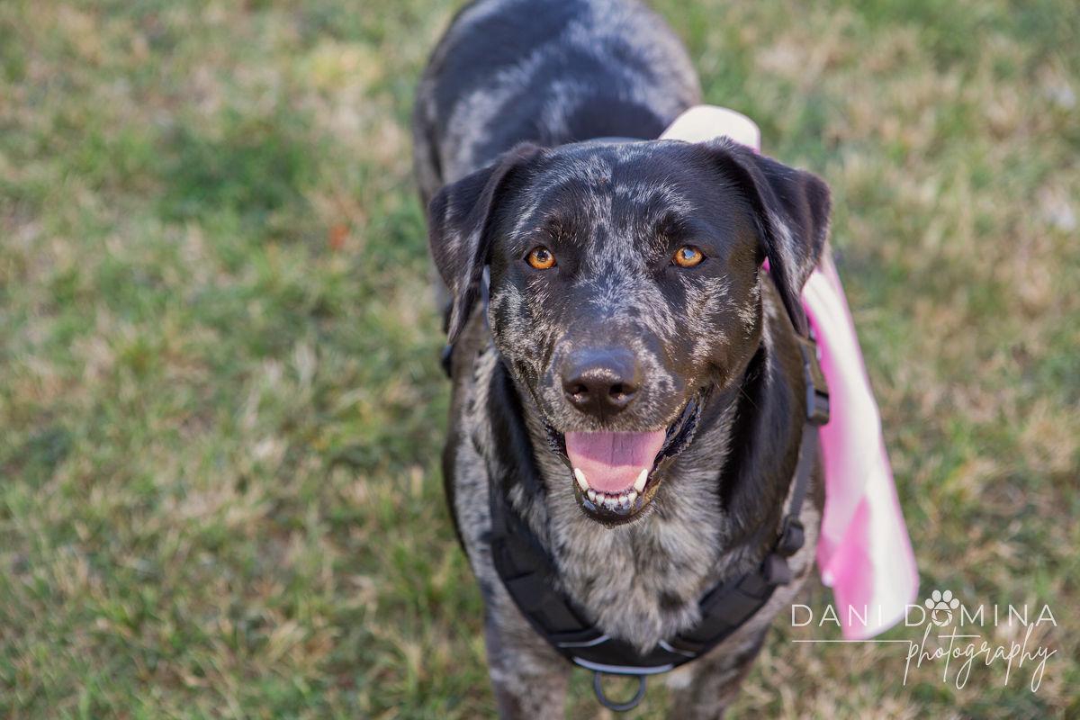 Rosie, Adoptable, Young Female Catahoula Leopard Dog.