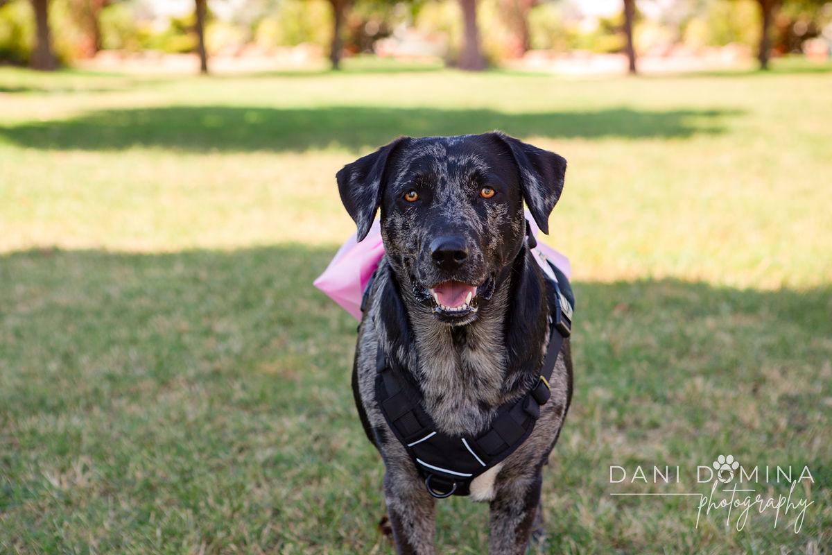 Rosie, a Adoptable Catahoula Leopard Dog in Choctaw, OK image 3/6