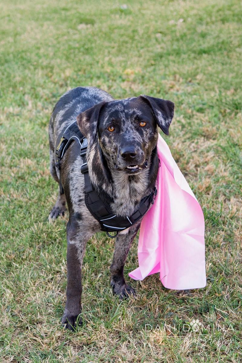 Rosie, a Adoptable Catahoula Leopard Dog in Choctaw, OK image 4/6