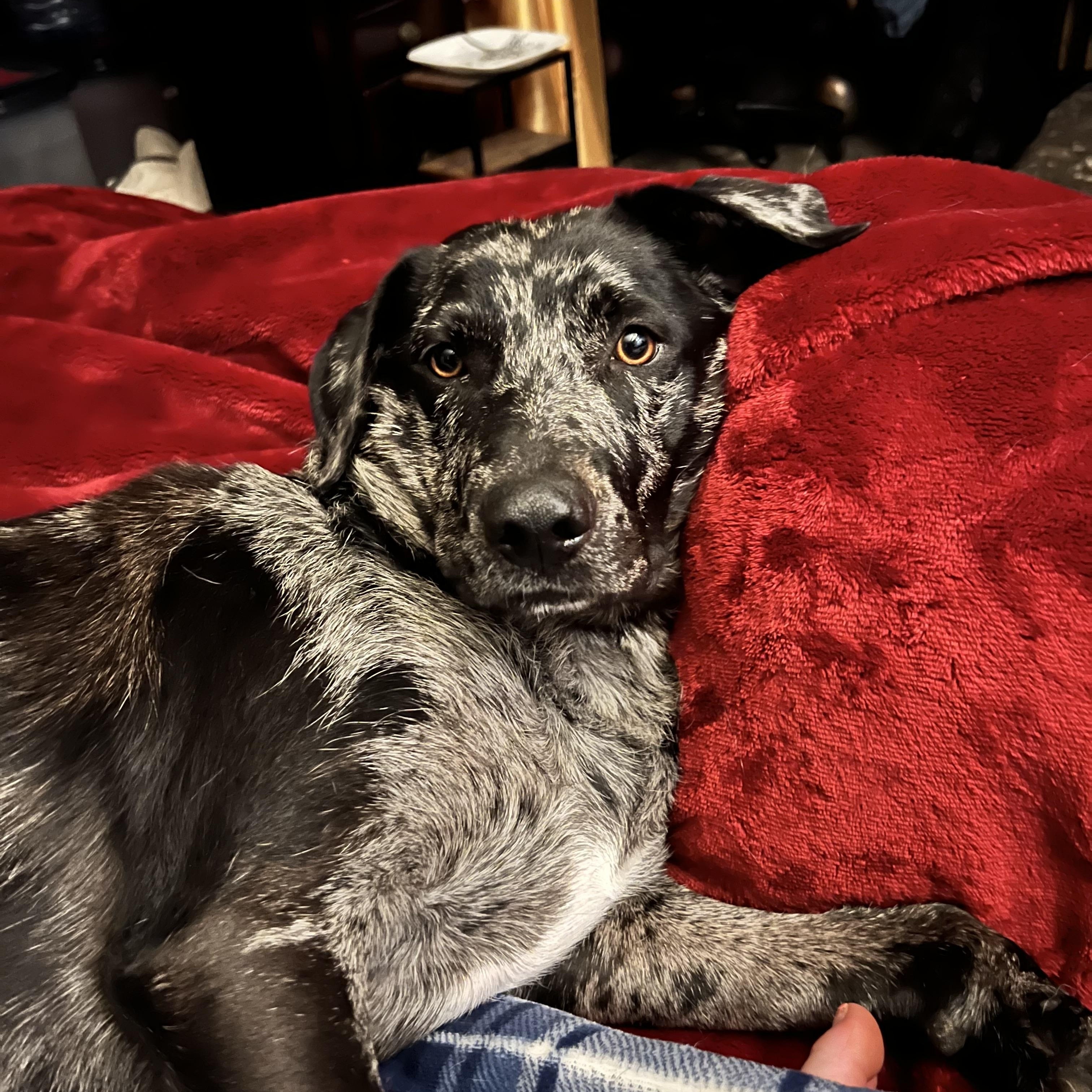 Rosie photo 3