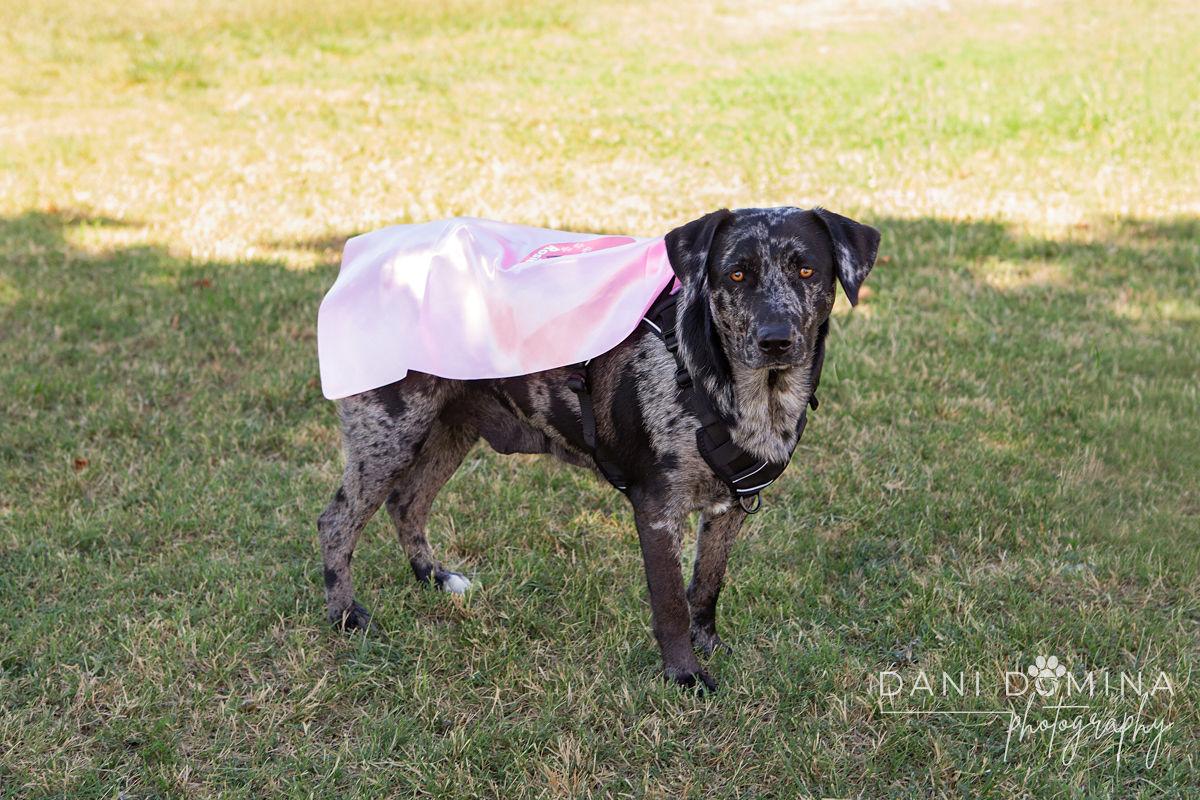 Rosie, a Adoptable Catahoula Leopard Dog in Choctaw, OK image 2/6